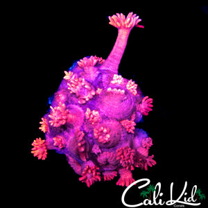 PINK PASSION GONI