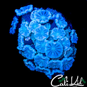 GHOST ALVEOPORA