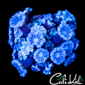 GHOST ALVEOPORA