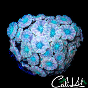 RAINBOW ALVEOPORA