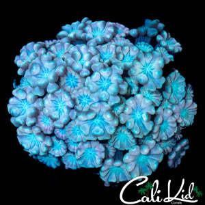 RAINBOW ALVEOPORA