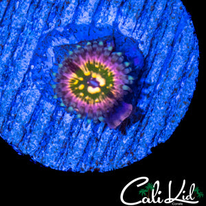 CK MONSTERS INC ZOA