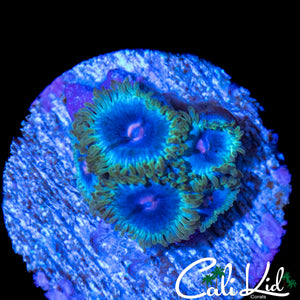 MIAMI VICE MORPH ZOA QUAD