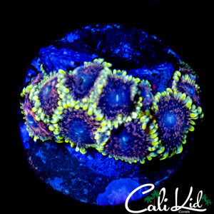 CK AOTP ZOA COLONY