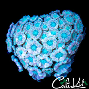 RAINBOW ALVEOPORA