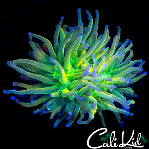 YELLOW MOUTH GRAIL TORCH