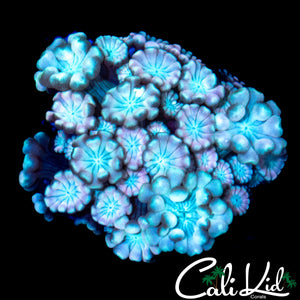 RAINBOW ALVEOPORA