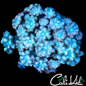 RAINBOW ALVEOPORA