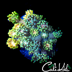 MALAYSIAN RAINBOW GONI