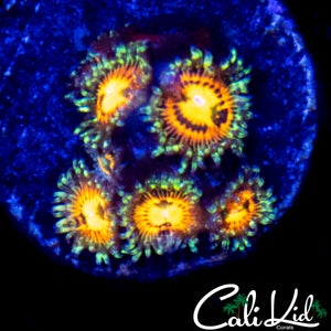 RAINBOW INCINERATOR ZOA MINI COLONY