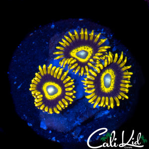 CK STRAIGHT JACKETS ZOA TRIPLE