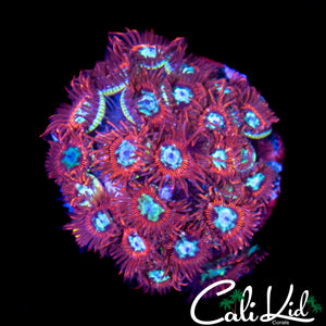 CK SPOTIFY ZOA COLONY