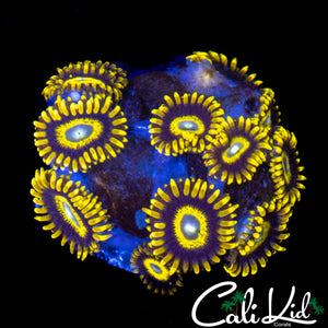 CK STRAIGHT JACKETS ZOA TRIPLE