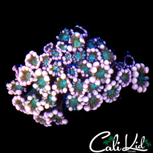 ULTRA RAINBOW ALVEOPORA