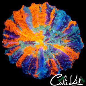 RARE RAINBOW ACANTHO