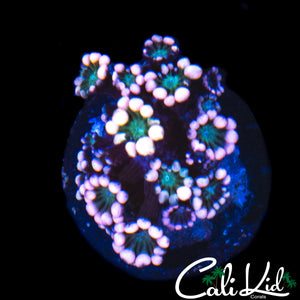 ULTRA RAINBOW ALVEOPORA