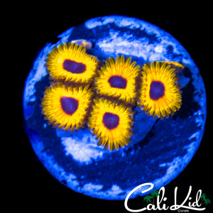 GREAT OWL ZOA MINI COLONY