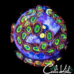 FRUIT LOOPS ZOA COLONY
