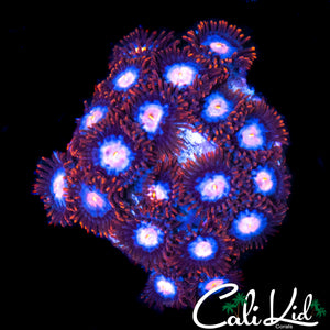 FIRE N ICE TYPE ZOA COLONY