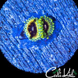 CK HELLRAZOR ZOA DOUBLE
