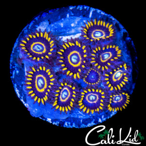 OG PURPLE HORNETS MINI COLONY