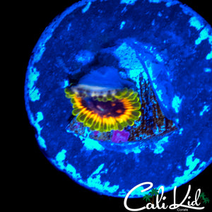HALLUCINATION ZOA