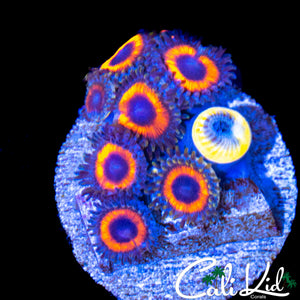 MYSTERY ZOA MINI COLONY