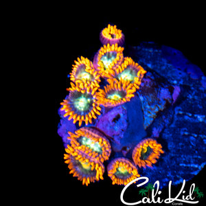 CK UNRELEASED ZOA MINI COLONY
