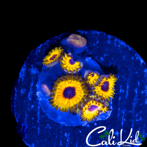 GREAT OWL ZOA MINI COLONY