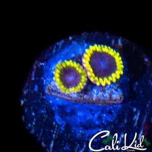 MESOSPHERE ZOA DOUBLE
