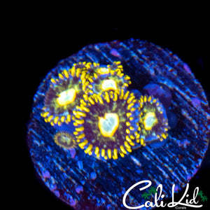 MURDER HORNETS ZOA MINI COLONY