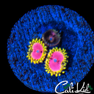 RRU OG PINK DIAMOND ZOA DOUBLE