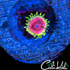 RRU OG PINK DIAMOND ZOA