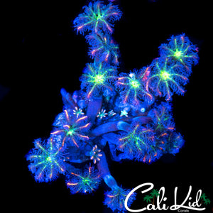 ULTRA RAINBOW CLOVES CHUNK