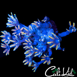 FIREWORKS CLOVES CHUNK