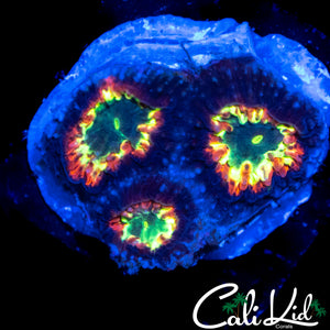 TRI COLOR BLASTO TRIPLE