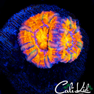 RAINBOW SLICE ACAN DOUBLE
