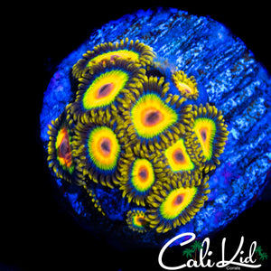 RASTA ZOA MINI COLONY