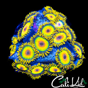 RASTA ZOA COLONY