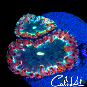 LARGE TRI COLOR BLASTO DOUBLE