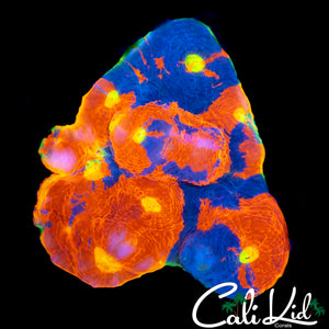 ULTIMATE RAINBOW CHALICE MINI COLONY