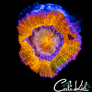 CK GUMMI BEAR ACAN