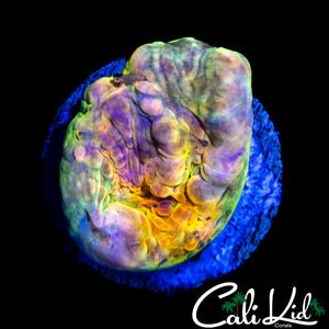 CK RAINBOW BOUNCE CHALICE