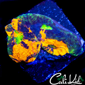 CK RAINBOW ECHINATA
