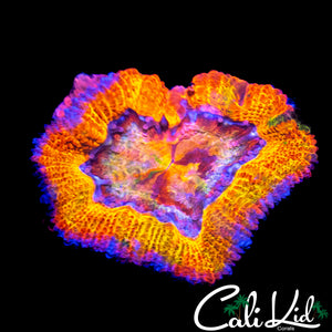 CK GUMMI BEAR ACAN