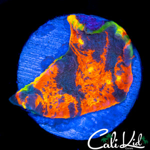 RARE RAINBOW RIM CHALICE CHUNK