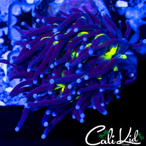 AQUACULTURED YELLOW MOUTH TORCH