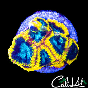 CK ELECTRIC DAISY FAVIA