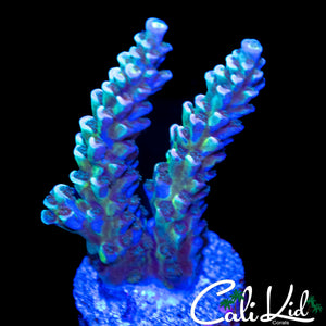 PINK POLYP TENUIS