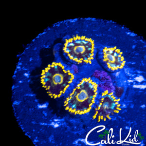 MURDER HORNETS ZOA MINI COLONY